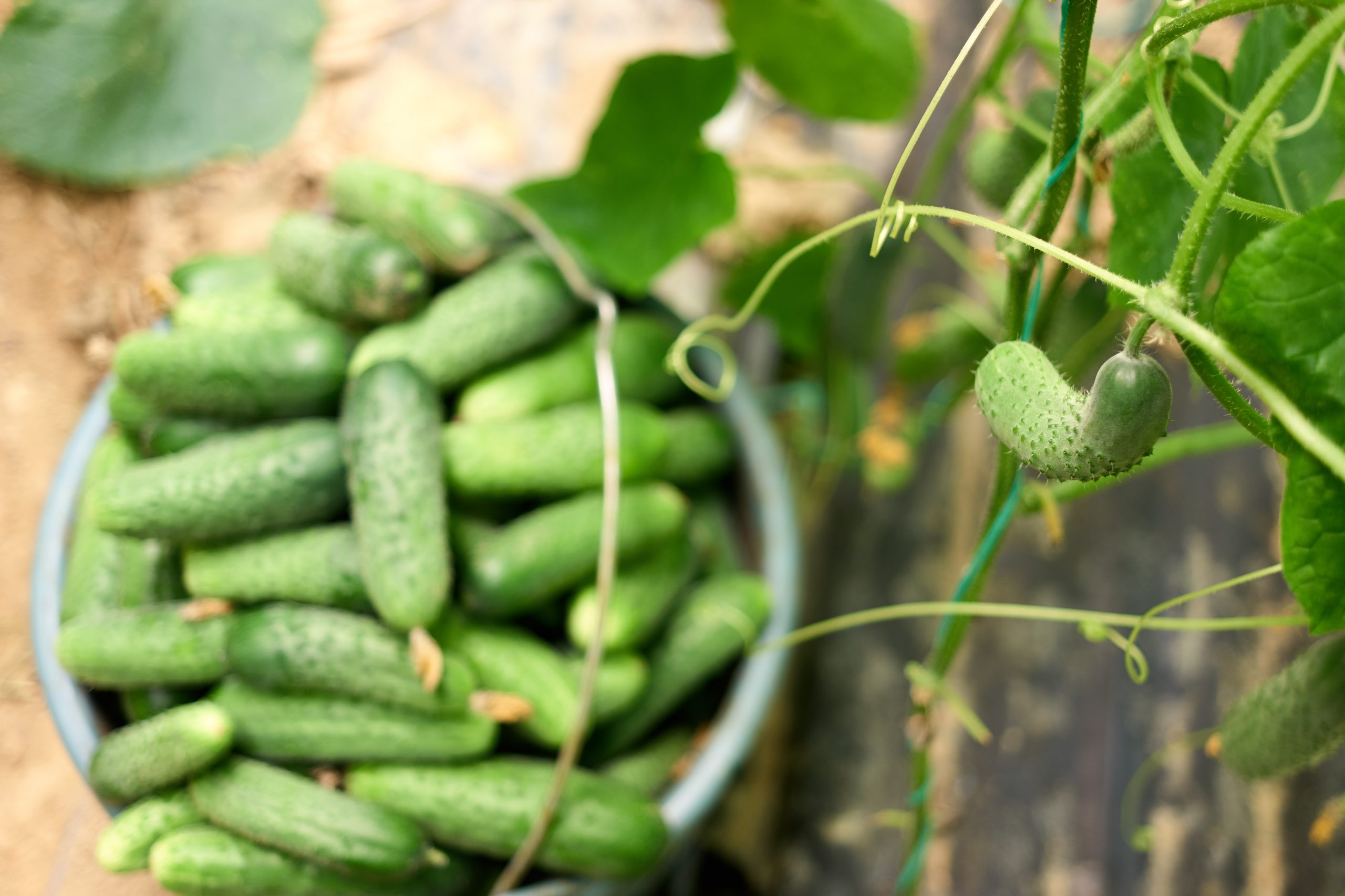 Cultiver des concombres : Une question de fruits ou de légumes ? en 2026